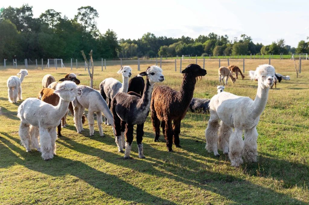 alpaca