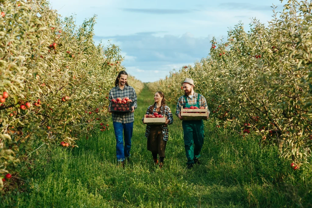applepicking