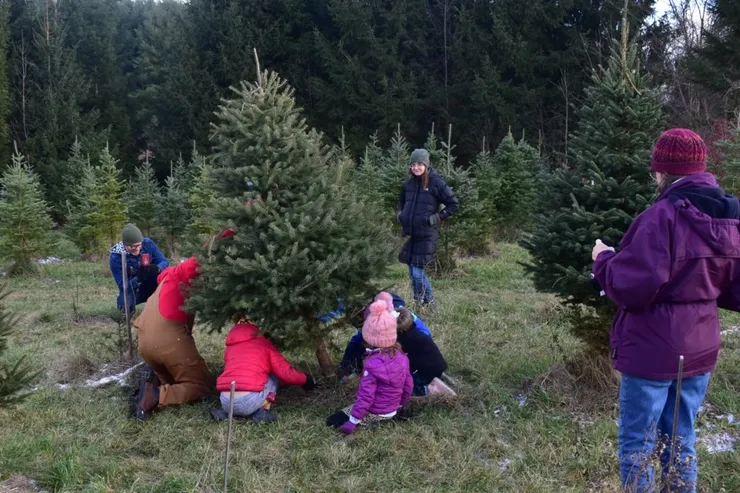 evergreen tree farm