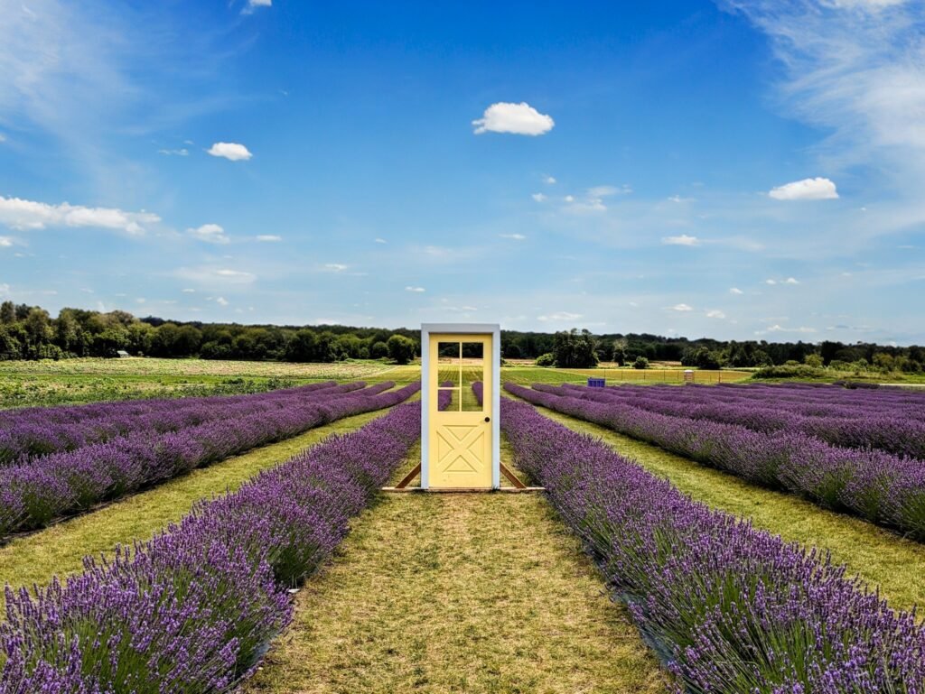 pinglesfarm(summer)