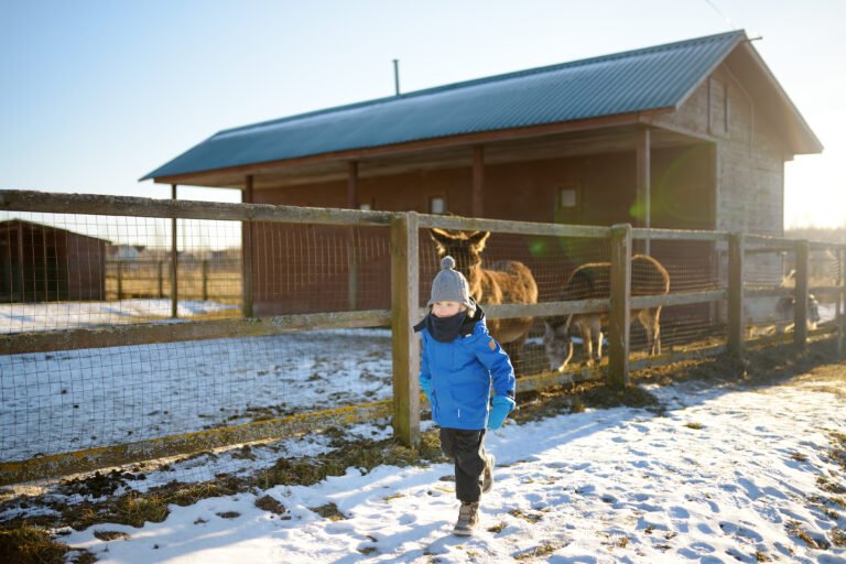 A child is having fun on a farm with animals on winter day.