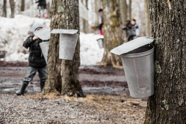 maple-sap-buckets